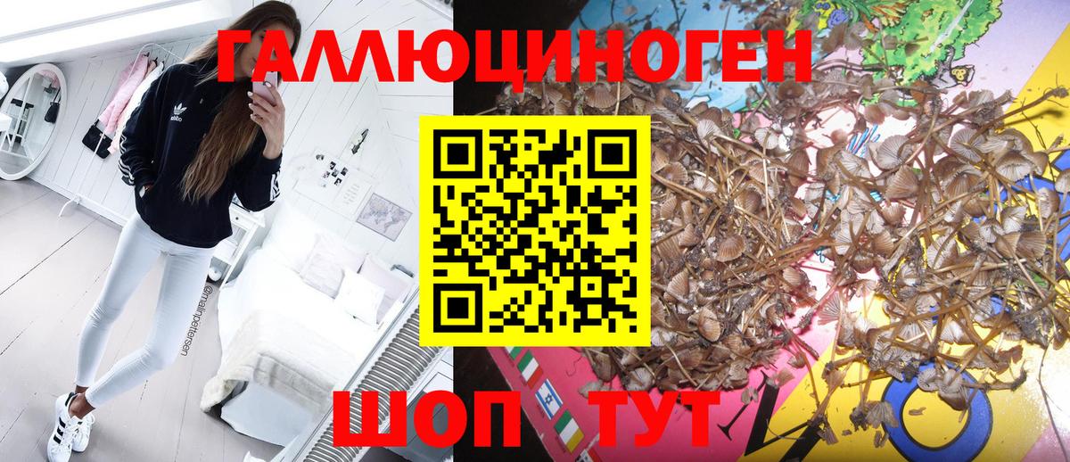 Псилоцибиновые грибы мицелий Северобайкальск